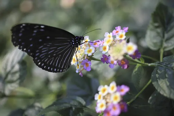 butterfly in the garden, flora and fauna