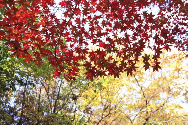 Hermosas Hojas Otoño Los Árboles Temporada Otoño Japón — Foto de Stock