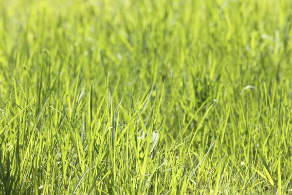 Parktaki güzel yeşil çimenler.      