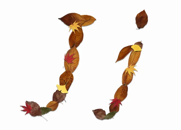Alphabet Aus Herbstblättern Isoliert Auf Weißem Hintergrund Buchstabe — Stockfoto
