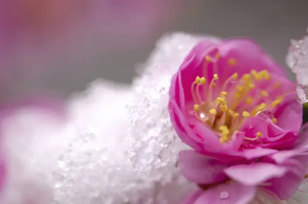 beautiful spring cherry blossoms with snow in garden