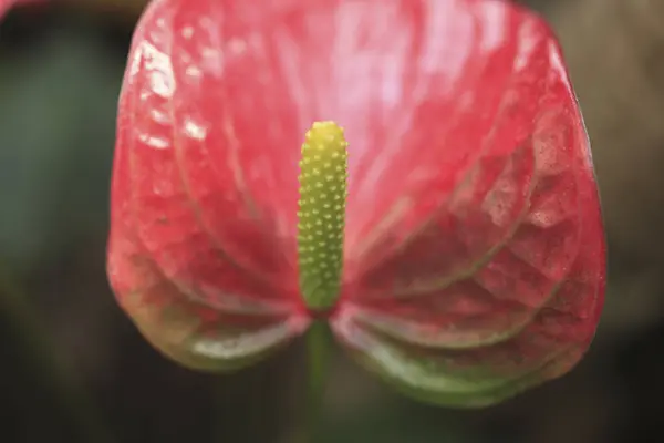 Красива Червона Квітка Антуриума — стокове фото