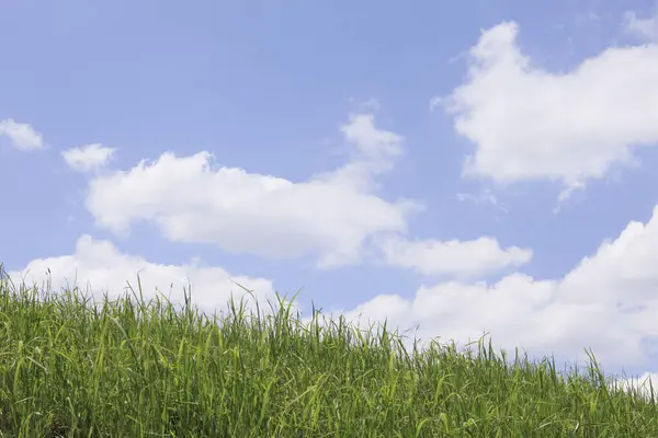 Nuvens Brancas Céu Azul Acima Grama Verde Vista Diurna — Fotografia de Stock