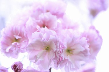 Bahçedeki güzel pembe çiçekler