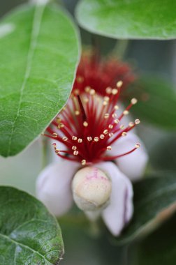 Güzel botanik çekimi, doğal desen.