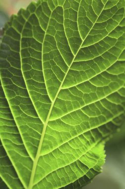 yeşil yaprak dokusu arkaplanı