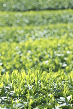Güzel çay tarlası manzarası.