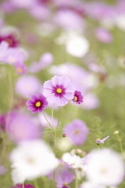 Bahçedeki güzel çiçekler