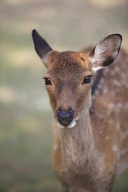 Japonya, Nara 'da bir parkta yürüyen genç kahverengi geyik. 