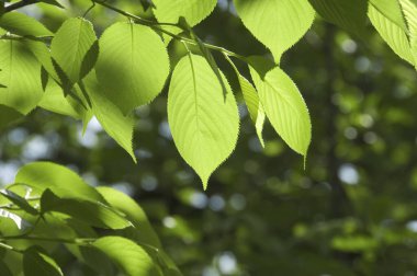 Ormandaki ağaç dallarındaki taze yeşil yaprakların yakın görüntüsü.           