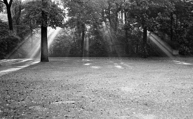 Güneş ışınlarıyla parkın güzel manzarası, siyah ve beyaz 