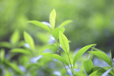 Ağaçta taze bahar yeşili yapraklar. Doğa arkaplanı