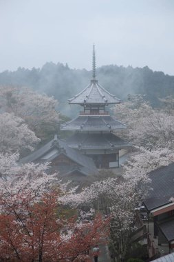 Japonya 'da kiraz çiçeği mevsimi 