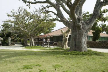 Kırmızı çatılı geleneksel evi çevreleyen büyük ağaçlar