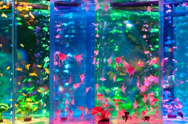 Akvaryumdaki güzel tropikal balıkların yakın plan görüntüsü, sualtı dünyası.       