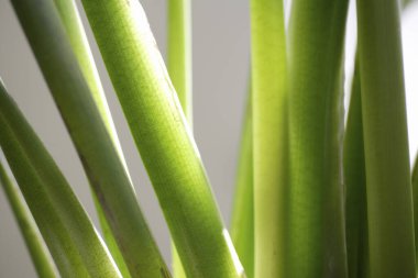 Yeşil yaprağı kapat