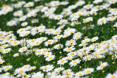 Bir baharda beyaz papatya tarlası