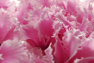 Güzel çiçekler, yakın görüş, doğa konsepti.