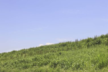 Yeşil Çimen ve Mavi Gökyüzü Arkaplanı                               