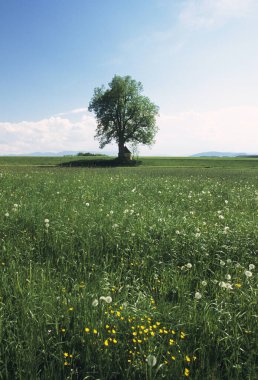 sarı çiçeklerile güzel yeşil çayır