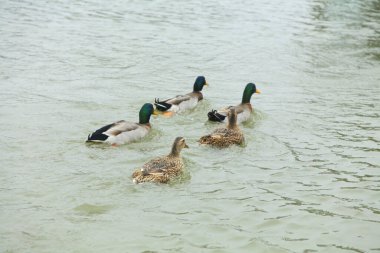 Ördek suda yüzüyor.