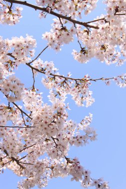 Güzel çiçekler, yakın görüş, bitki konsepti.