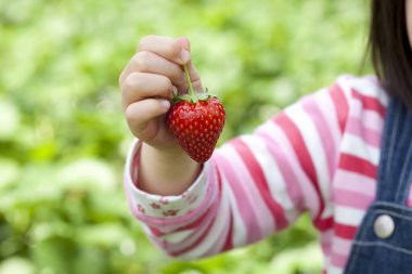 Küçük kız bahçede çilek topluyor.