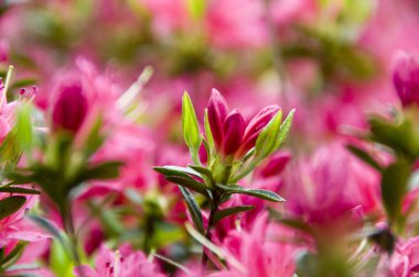 Güzel çiçekler, yakın görüş, bitki konsepti.