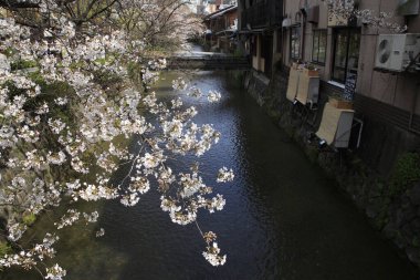 Japonya 'da kiraz çiçeği