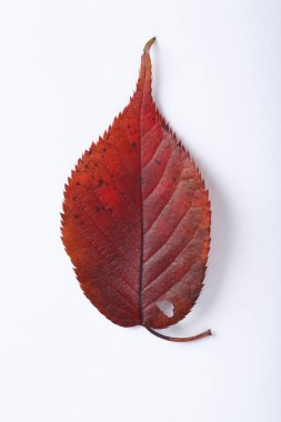 Sonbahar yaprağı, sonbahar bitkisi ve bitki örtüsü