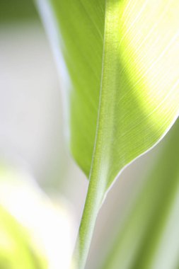 Güzel yeşil yapraklar arka plan. doğal arkaplan.