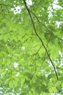 Ormanda yaprakları olan güzel yeşil ağaçlar.            
