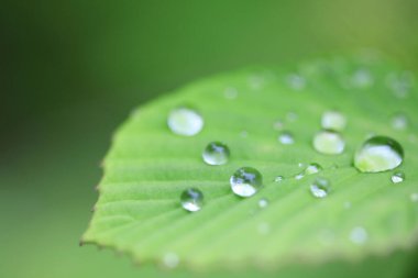 Yaprağın üzerine su damlası