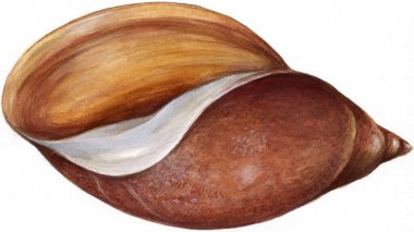 Suluboya deniz kabuğu simgesinin gösterimi