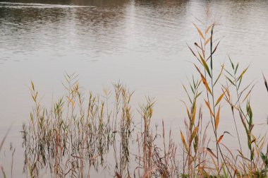 Doğada sonbahar sazlıkları olan göl.