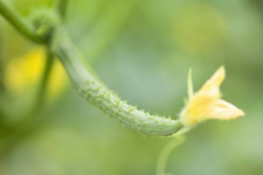Sarı kelebek doğada