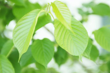 Ağaçta taze bahar yeşili yapraklar. Doğa arkaplanı