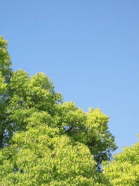 Doğada ağaç dalları, bitki örtüleri ve yapraklar,         