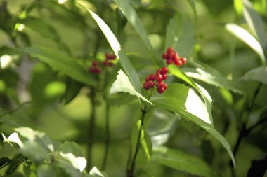 Bahçede yetişen yeşil yapraklı kırmızı böğürtlenlerin yakın görüntüsü 