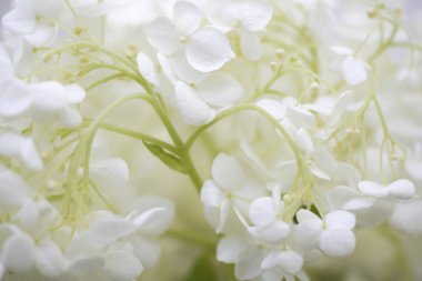 Güzel beyaz ortanca çiçeklerinin yakın çekim görüntüsü           