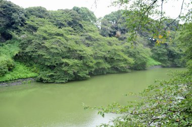 parkta yeşil nehir.
