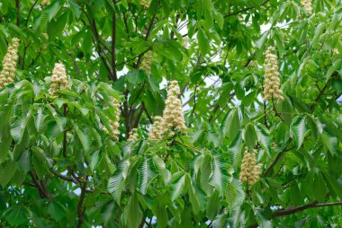 Bahçede beyaz kestane ağacı