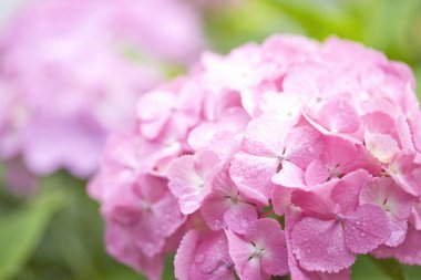 Bahar bahçesinde güzel ortanca çiçekleri, güzel doğal arka plan                    