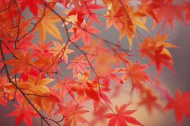 Sonbahar yaprakları, sonbahar çiçekleri doğada