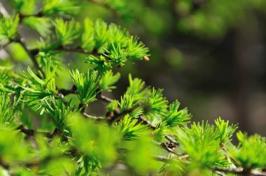 Ormanda güzel yeşil yapraklar