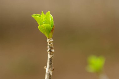 Ağaç dalındaki taze yeşil bahar yapraklarının yakın plan görüntüsü      