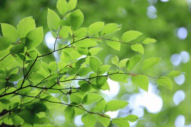 Ormanda yeşil yapraklar