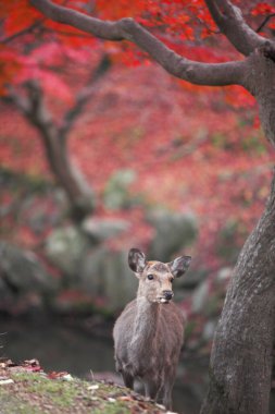 Geyik sonbahar ormanında, Nara Parkı, Japonya