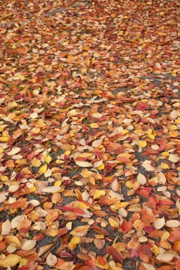 Sonbahar yaprakları, sonbahar bitkileri     