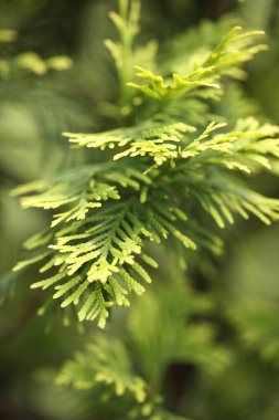 Güzel yeşil yapraklar arka plan